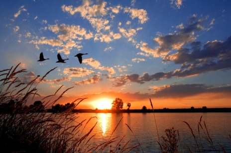 bird-sunset
