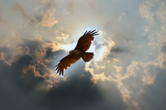 eagle-sky