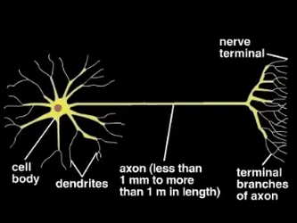 neuron-ani