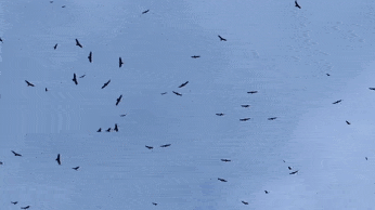 vultures circling - ani