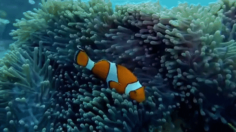 clown fish anemone ani