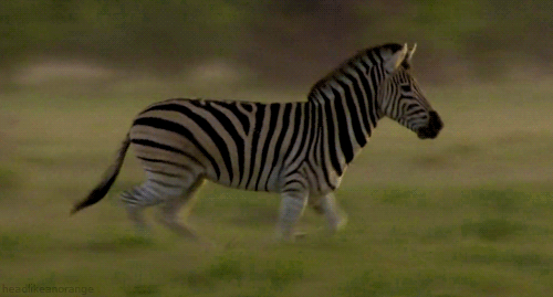 zebra ani