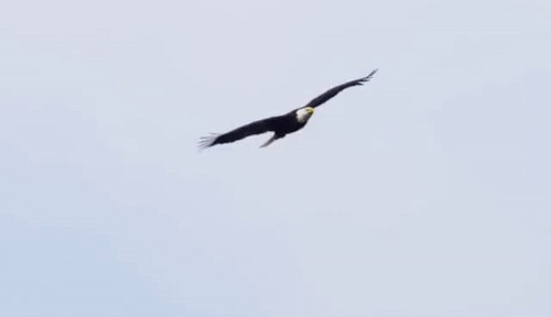 eagle flying ani