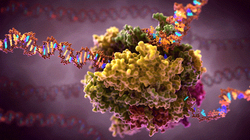 Chemical Bonds DNA ani